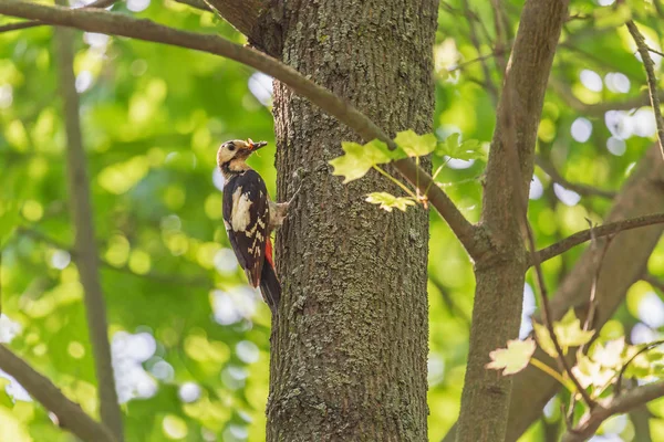 Woodpecker Gathering Insects Trunk Tree — Stock Photo, Image