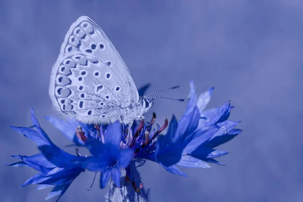 Close Lycaenidae Borboleta Sentado Cornflower — Fotografia de Stock