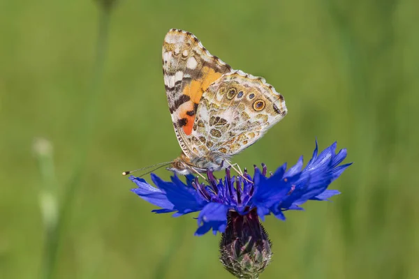 Silbergewaschener Fritillaru Schmetterling Sitzt Auf Blauer Kornblume Grünen Gras — Stockfoto