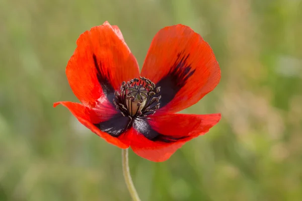 在草地上红罂粟花的特写 — 图库照片