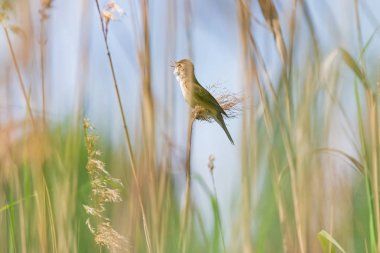nehir kenarında sazlıküzerinde şarkı ortak whitethroat şarkı