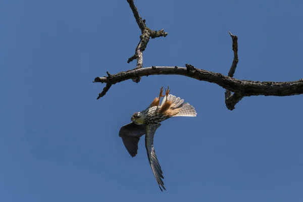 青空に対して乾燥した枝から飛んでくるハヤブサのクローズアップ — ストック写真