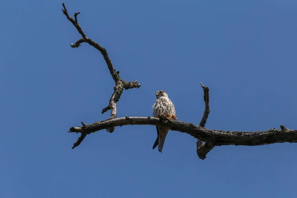 Faucon Assis Sur Une Branche Sèche Contre Ciel Bleu — Photo