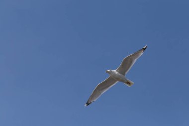 Avrupa ringa martı açık mavi gökyüzünde açık kanatları ile uçan