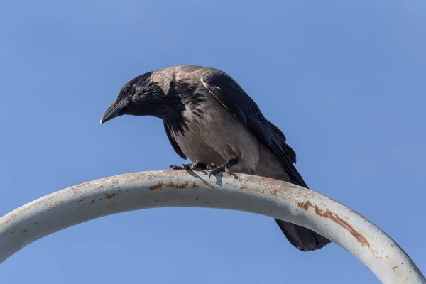 特写头戴帽子的乌鸦坐在生锈的金属管对蓝天 — 图库照片