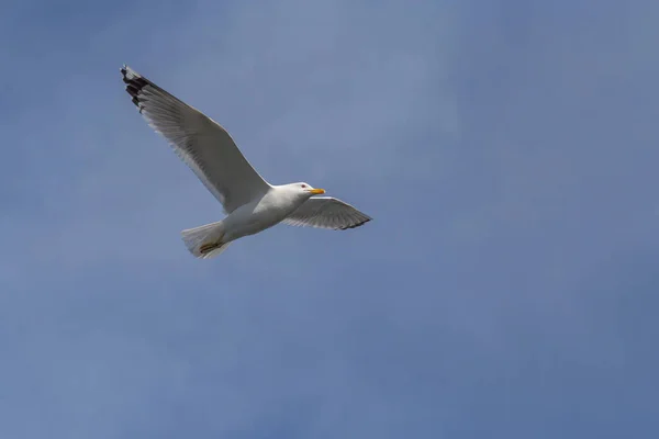 Vista Sobre Gaivota Arenque Europeia Voando Com Asas Abertas Céu — Fotografia de Stock