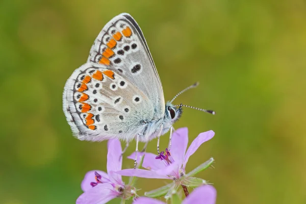 Gros Plan Lycaenidae Papillon Assis Sur Fleur Sauvage — Photo