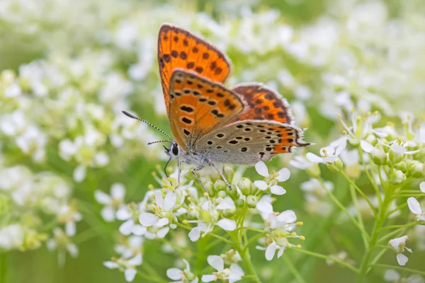 Weniger Feuriger Kupferschmetterling Sitzt Auf Weißen Blumen — Stockfoto