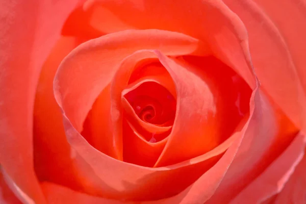 Primo Piano Fiore Rosa Rossa — Foto Stock