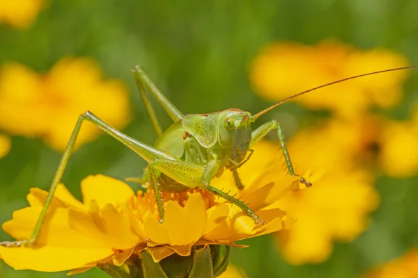 Close Green Grasshopper Sitting Yellow Flower Garden — Stock Photo, Image