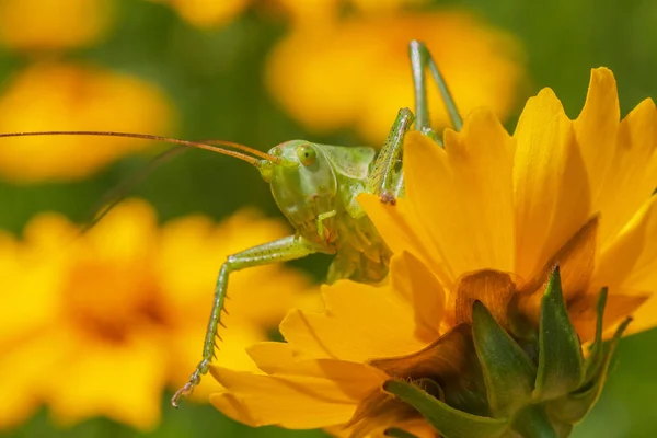 Close Green Grasshopper Looking Out Yellow Flower Garden — Stock Photo, Image
