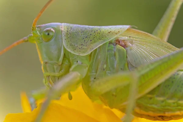 Extreme Close Green Grasshopper Yellow Flower — Stock Photo, Image