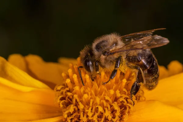 Крупним Планом Бджола Збирає Пилок Жовтій Квітці — стокове фото
