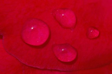 kırmızı gül yaprağı üzerinde yağmur damlaları yakın