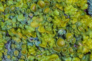 soyut doğal arka plan: ağacın gövdesinde liken yakın