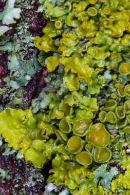 ağaç kabuğu üzerinde liken yakın