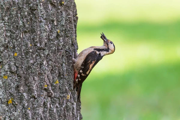 Close Pica Pau Comendo Algum Bug Tronco Árvore — Fotografia de Stock