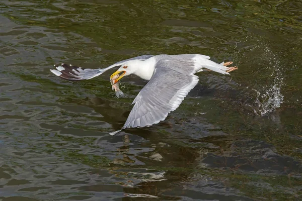 Gros Plan Des Goélands Capturant Des Poissons Dans Rivière — Photo