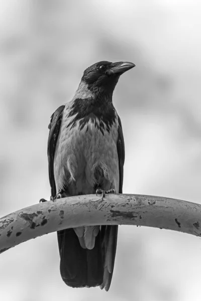 Närbild Hooded Crow Sitter Rostiga Metall Rör — Stockfoto