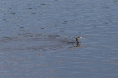 bir nehirde yüzen büyük siyah karabatak görünümü