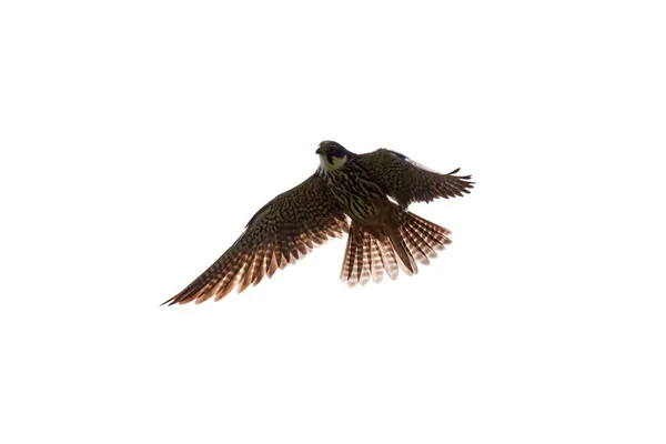 Falcon Flight Isolated White Background — Stock Photo, Image