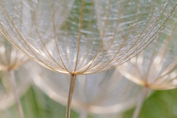 Close Blowballs Meadow — Stock Photo, Image