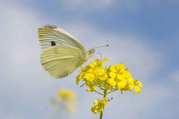 Close Cabbage Butterfly Sitting Yellow Flowers Sky — Stock Photo, Image