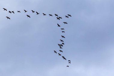 bulutlu bir gökyüzünde uçan büyük siyah karabatak sürüsü