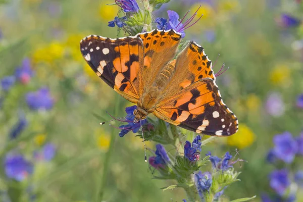 Nahaufnahme Einer Gemalten Schmetterlingsdame Auf Einer Wiese — Stockfoto