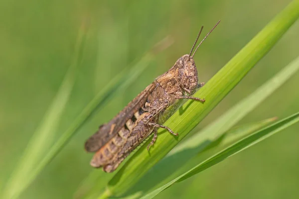 Close Grasshopper Sitting Blade Grass — Stock Photo, Image