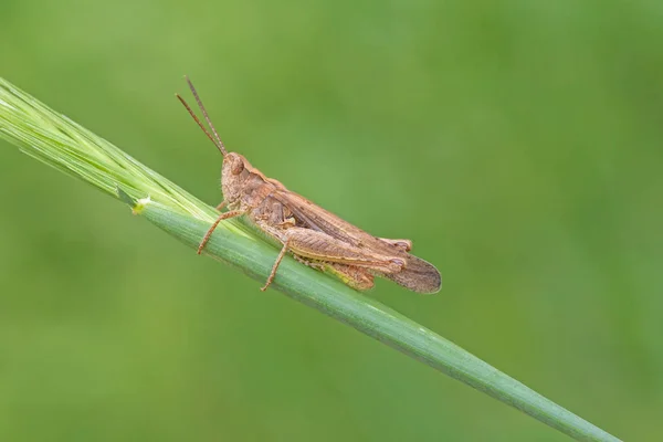 Close Grasshopper Sitting Blade Grass — Stock Photo, Image