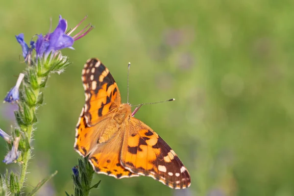 Nahaufnahme Einer Schmetterlingsdame Die Auf Einer Wilden Blume Sitzt — Stockfoto