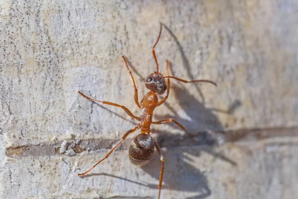 Κοντά Στο Μυρμήγκι Που Τρέχει Στο Δέντρο Σημύδας — Φωτογραφία Αρχείου