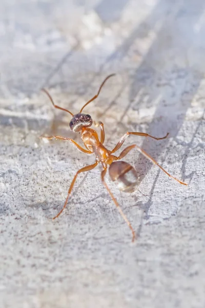 Close Ant Running Birch Tree — Stock Photo, Image