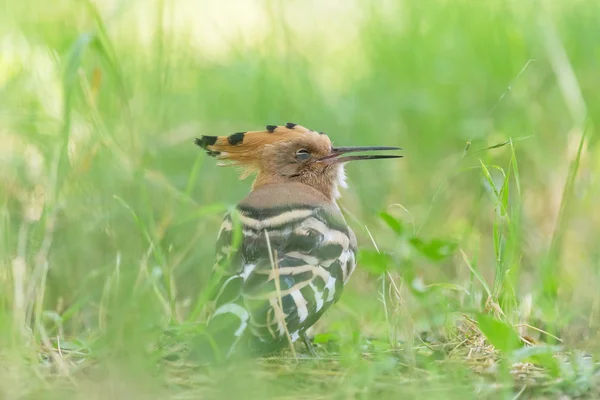 Gros Plan Huppe Dormant Dans Herbe Verte — Photo