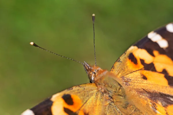 Bliska Painted Lady Motyla — Zdjęcie stockowe