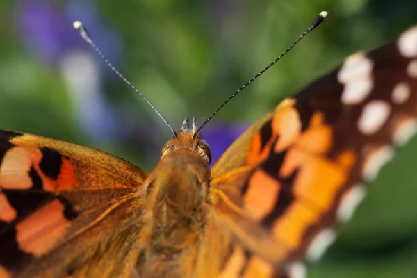 Gros Plan Dame Papillon Peint — Photo