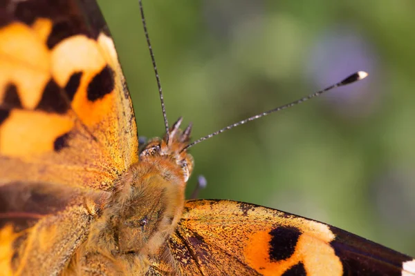 Zblízka Malované Lady Butterfly — Stock fotografie