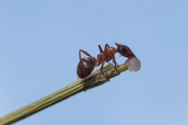Blízko Mravenčí Žrát Med Zeleném Kmeni Proti Modrému Nebi — Stock fotografie