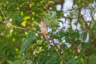 yaz aylarında ağacın dalı üzerinde oturan benekli sinekkapan