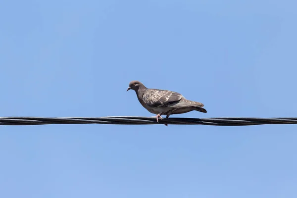 Pigeon Sitting Electrical Wire Blue Sky — Stock Photo, Image