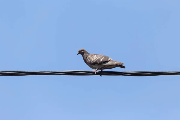 Paloma Sentada Cable Eléctrico Contra Cielo Azul — Foto de Stock