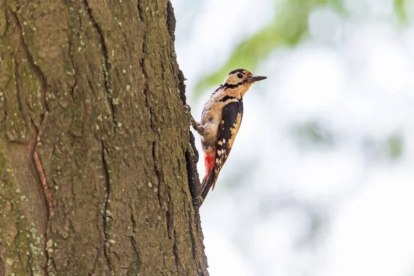 Primer Plano Del Pájaro Carpintero Sentado Tronco Del Árbol —  Fotos de Stock