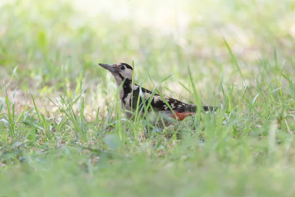 緑の草の中に座っているキツツキのクローズアップ — ストック写真