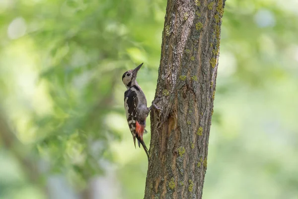 Close Woodpecker Sitting Tree Green Foliage — Stock Photo, Image
