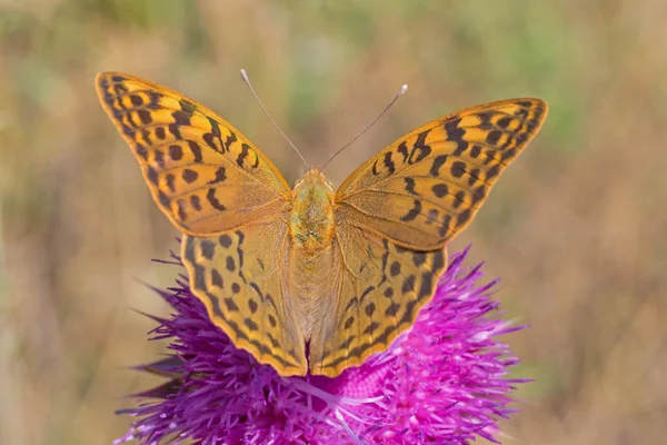 Devedikeni Üzerinde Oturan Gümüş Yıkanmış Fritillary Kelebek Yakın — Stok fotoğraf