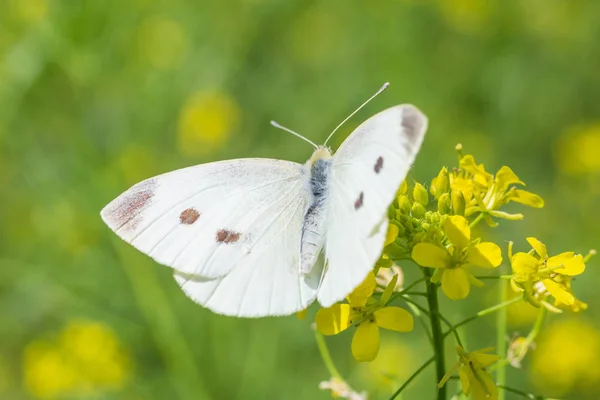 Sarı Çiçekler Üzerinde Oturan Beyaz Lahana Kelebek Yakın — Stok fotoğraf