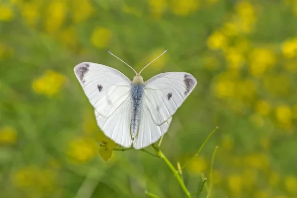 Witte Kool Butterfly Zittend Wilde Gele Bloemen — Stockfoto