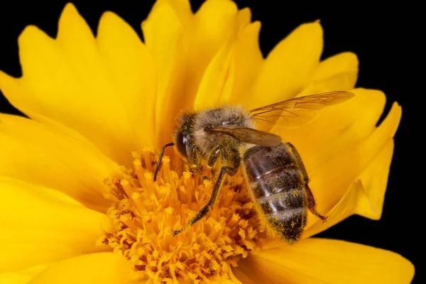 Крупним Планом Бджола Жовтій Квітці Ізольована Білому — стокове фото