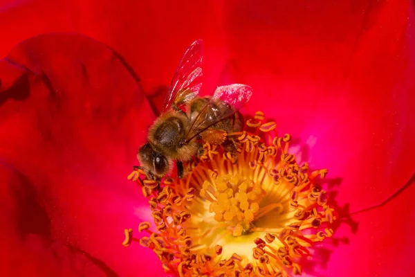 Blízko Včely Sbírající Pyl Uvnitř Červené Růžové Květiny — Stock fotografie